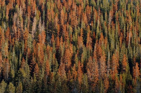 Beetle Kill Trees