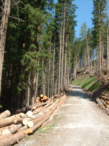 Selective Logging: Pros, Cons, And Implementation Methods