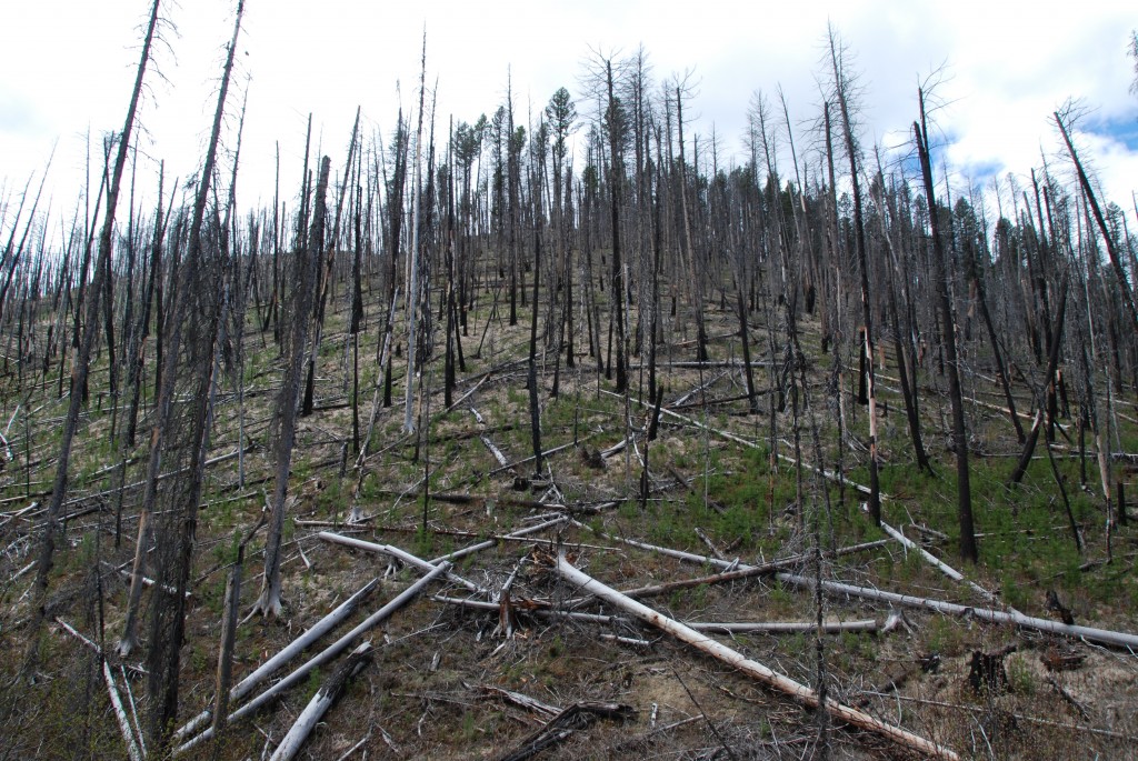 Pine Beetle Killed trees - Sustainable Lumber Company