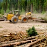 Sustainable logging in Montana