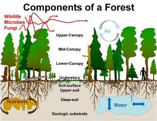 Forest_components - Sustainable Lumber Company