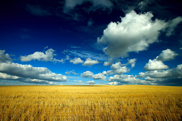 Big Sky over Montana Wheat Field - Sustainable Lumber Company