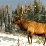 Montana Elk in Yellowstone park