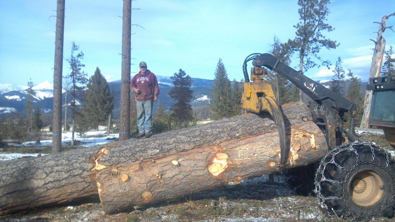 Sustainable logging - Sustainable Lumber Company