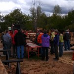 beetle kill ponderosa pine