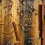 Mountain Pine Beetle