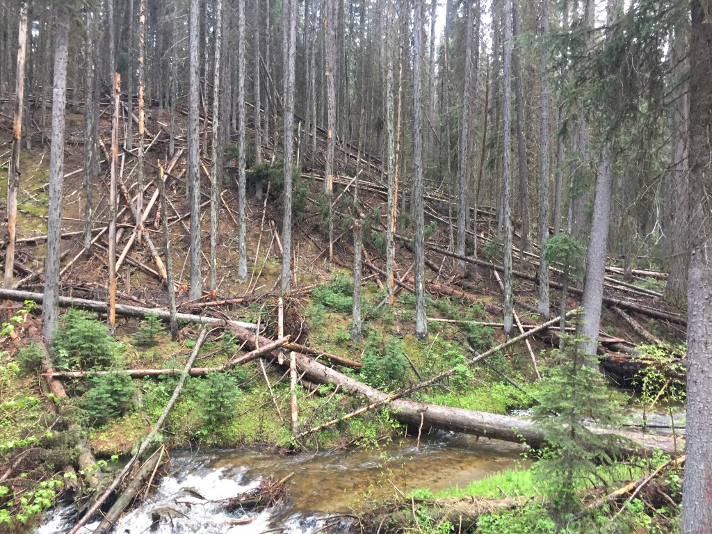 This is an example of an unhealthy forest with dead and dying debris primed for a stand replacement fire. This forest could be thinned and most likely spared mother nature’s reset button